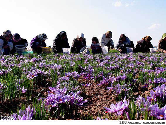 تعاون روستایی ۶۸ تن زعفران از کشاورزان خریداری کرد