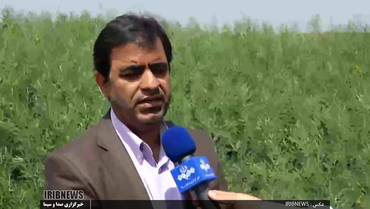 تولید بذر هیبرید کلزا برای نخستین بار در کشور در دشت مغان