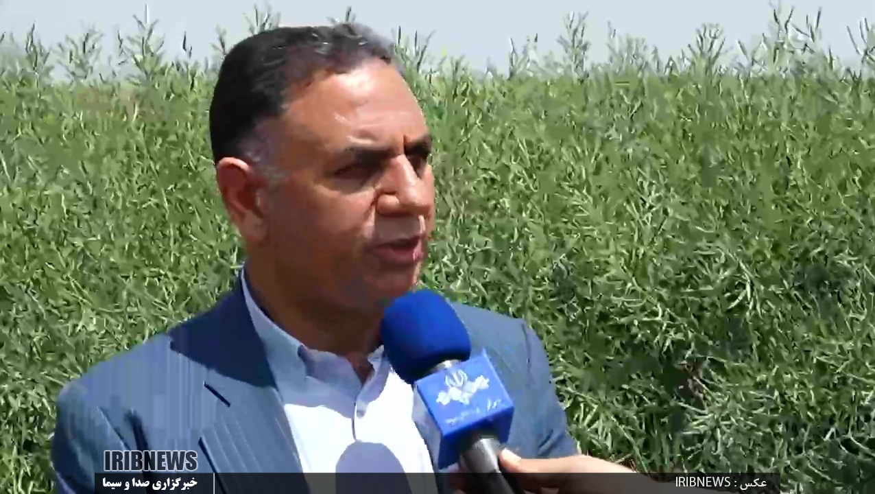 تولید بذر هیبرید کلزا برای نخستین بار در کشور در دشت مغان