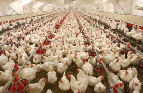کاهش 22 درصدی قیمت مرغ در اصفهان