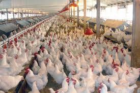 تولید 148 تن مرغ بدون آنتی بیوتیک در خراسان جنوبی