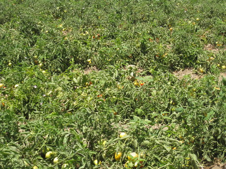 توصیه جهاد کشاورزی مهاباد برای مبارزه با آفات درخت گلابی