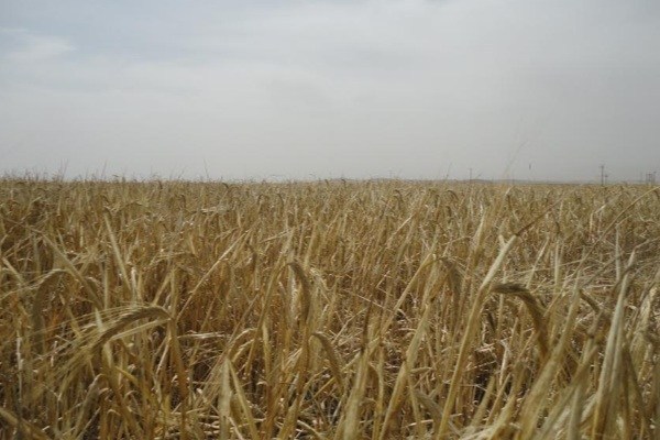 از بین رفتن 67درصد مزارع دیم استان بوشهر