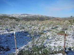 خسارت 15 میلیاردی سرما به اراضی کشاورزی بهشهر