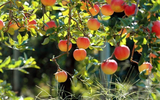 افزایش ۲۵ درصدی تولید میوه در استان