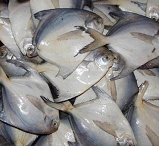 ممنوعیت صید ماهی حلوا سفید در آبهای خوزستان