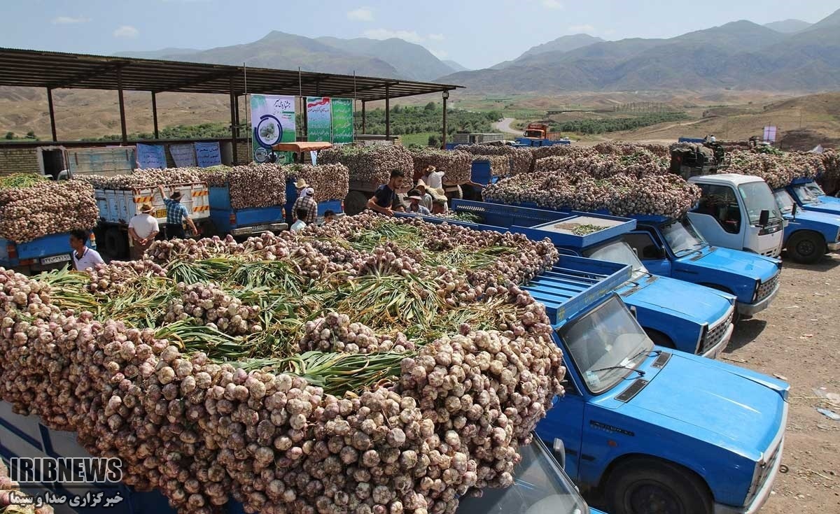 عرضه مستقیم محصول سیر برای نخستین بار در استان زنجان