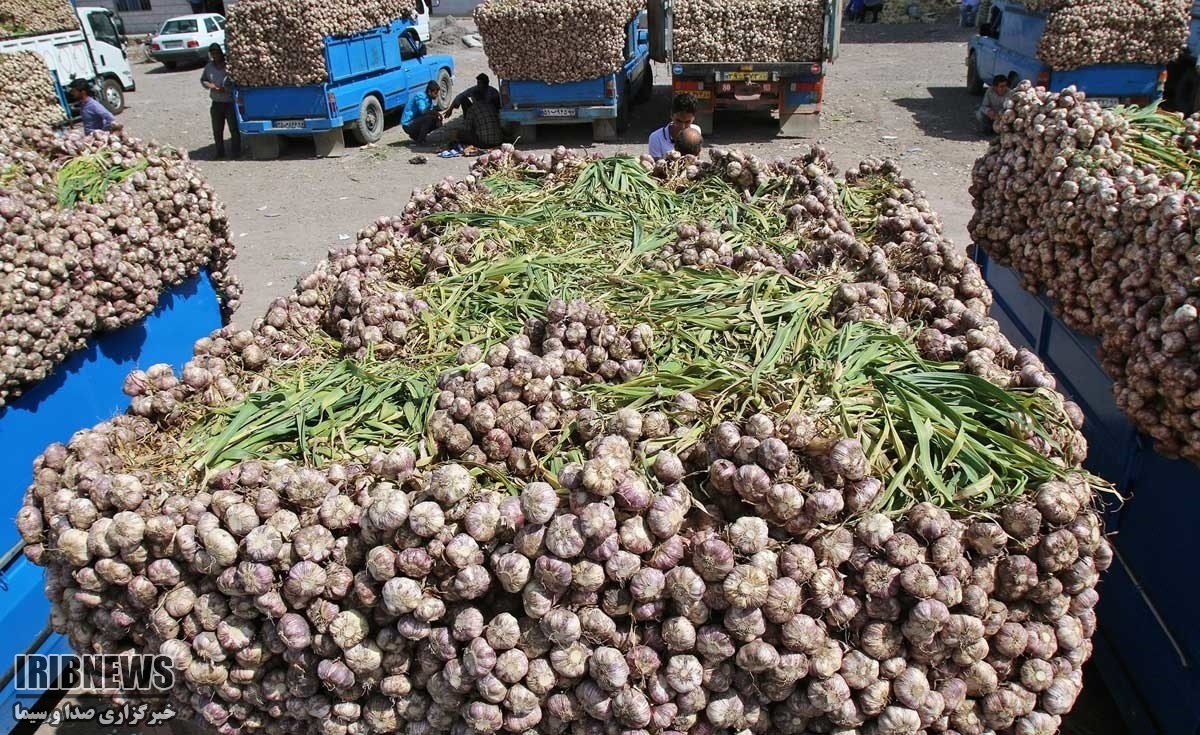 عرضه مستقیم محصول سیر برای نخستین بار در استان زنجان