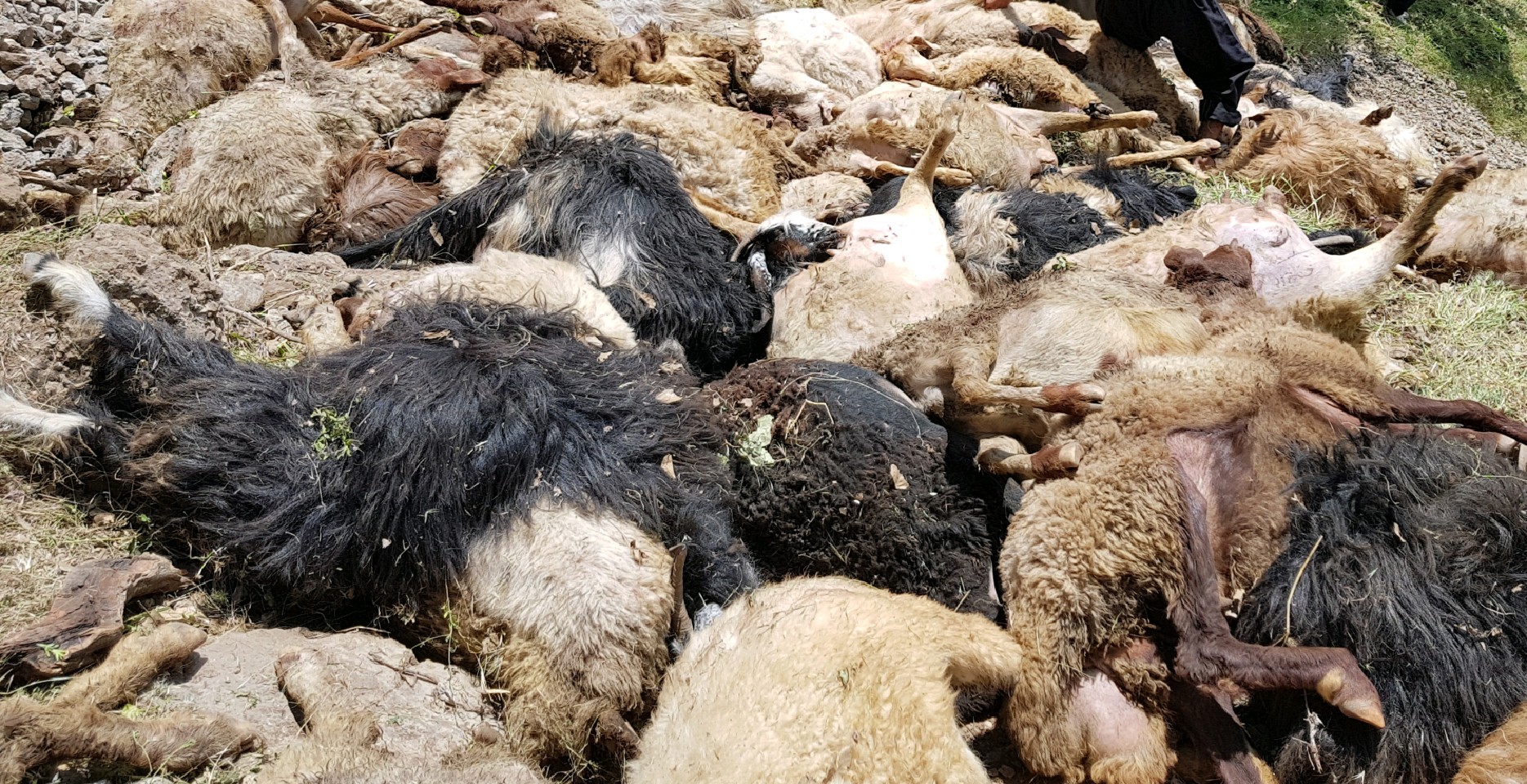 لاشه‌های گوسفندان تلف شده به شیوه بهداشتی دفن شدند