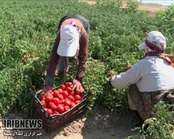 کاهش 70 درصدی کشت گوجه فرنگی در خراسان شمالی