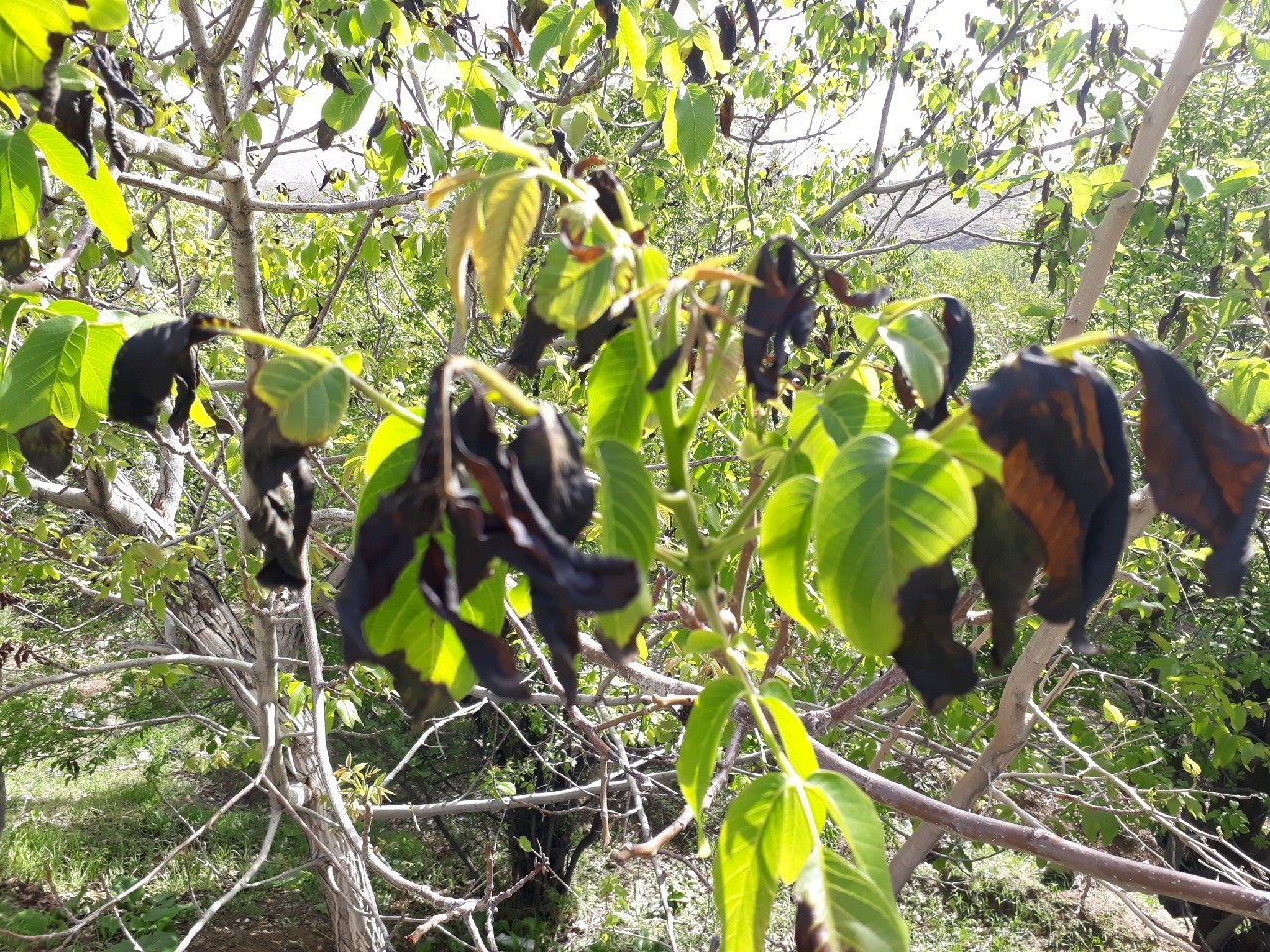 خسارت 27 میلیاردریالی سرمای اخیر به کشاورزی بایگ