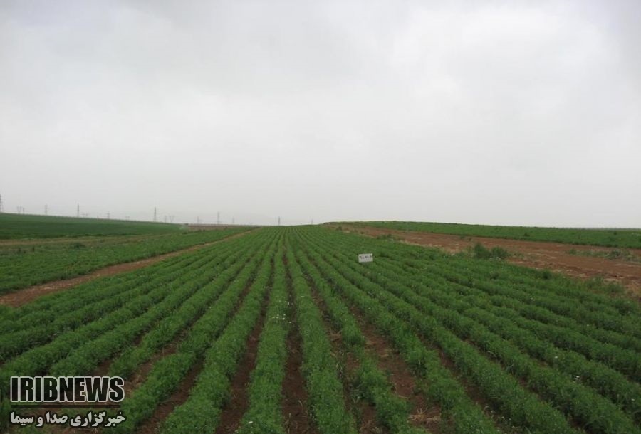 آغاز برداشت نخود فرنگی از مزارع طارم