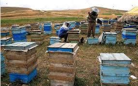 تولید بیش از هزار تن عسل