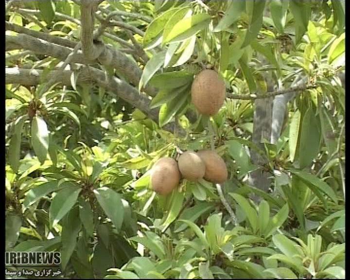 برداشت بیش از دو تن  میوه گرمسیری چیکو در سیستان و بلوچستان