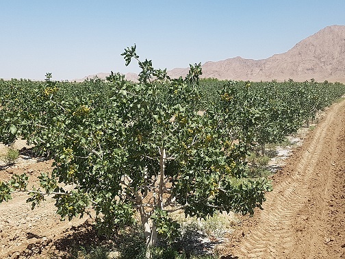 احداث بند خاکی برای جمع آوری باران