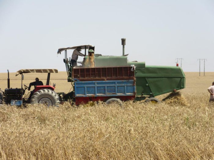 پیش بینی برداشت بیش از ۴۰۰ هزار تن گندم وجو از مزارع کرمانشاه
