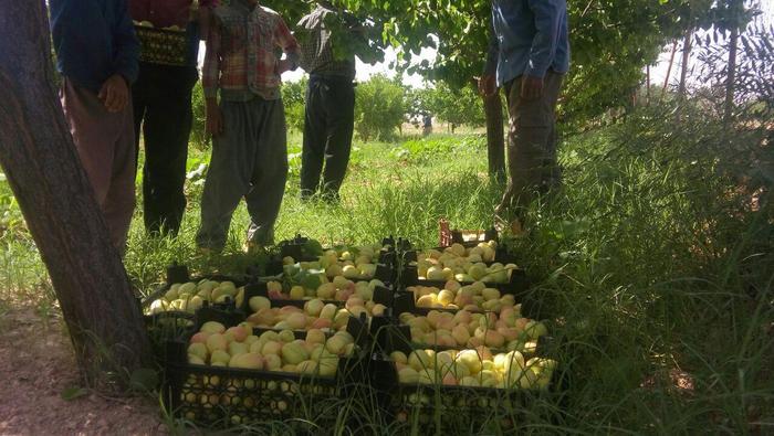 درآمد 110 میلیارد ریالی کشاورزان از برداشت زردآلو