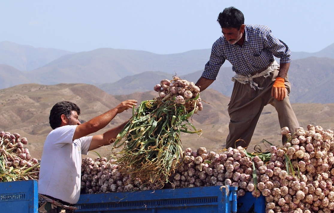 عرضه مستقیم محصول سیر برای نخستین بار در استان زنجان