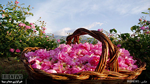 برداشت ۲۸۰ تن گل محمدی از باغستان های لرستان