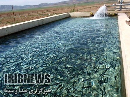سرانه مصرف آبزیان در استان زنجان6 و نیم کیلوگرم