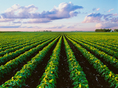 توصیه‌های هواشناسی کشاورزی تا ۲۵ خرداد اعلام شد