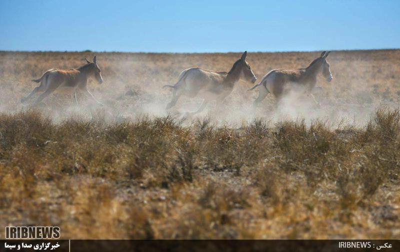 افزایش حفاظت از گورخر ایرانی در منطقه حفاظت شده بهرام گور و پارک ملی قطرویه