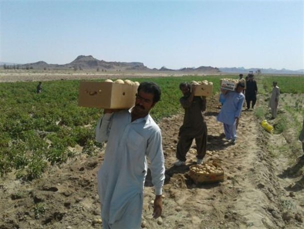 ۱۹ کارگر تبعه افغان دستگیر شدند
