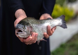 افزایش مصرف ماهی در قزوین