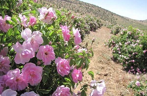 بزرگترین مزرعه گیاهان دارویی خراسان جنوبی در زیرکوه