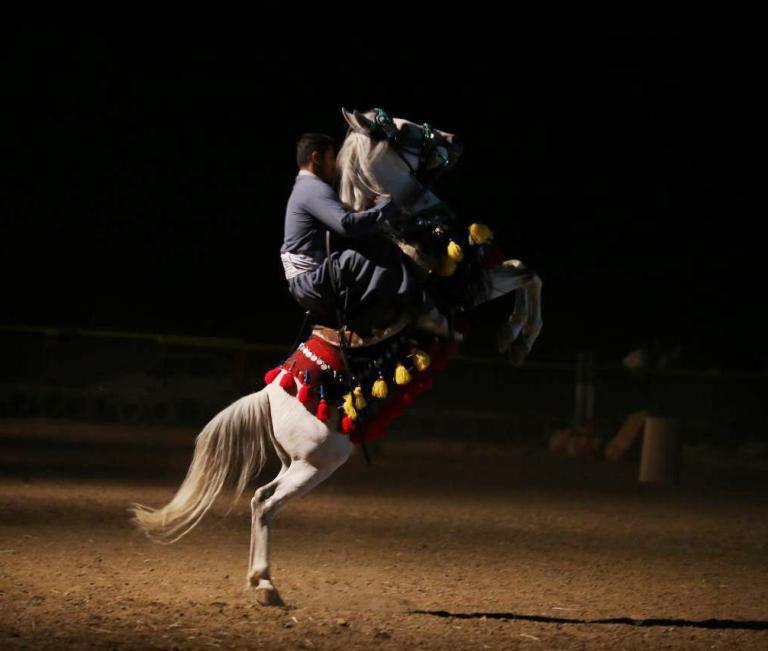 سنندج؛ چهار نعل اسب کُرد در جشنواره ملی