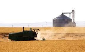پیش بینی خرید 350 هزار تن گندم در خراسان رضوی
