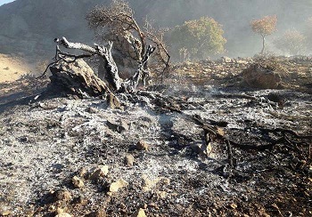 نابودی 15 هزار هکتار از جنگل‌های بهمئی بر اثر آتش‌سوزی