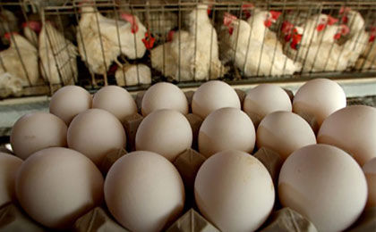 محدودیت مجوز جدید برای تولید تخم مرغ و مرغ گوشتی
