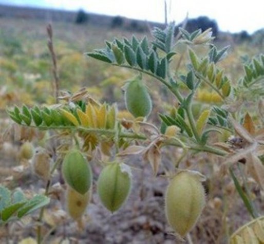 برق زدگی مزارع نخود کُردستان