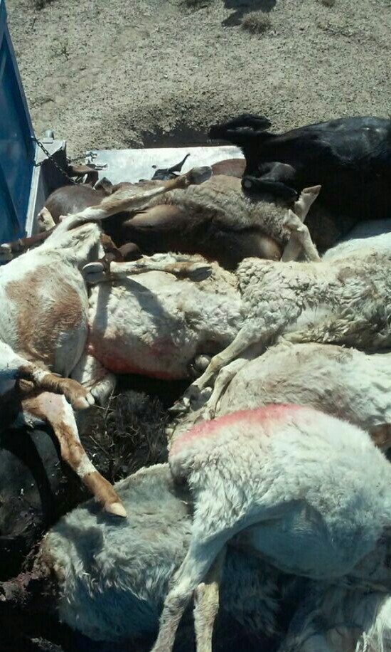 تلف شدن 80 راس  گوسفند در سبزوار