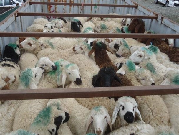 ۱۱۳ راس گوسفند قاچاق در کنگاور کشف شد