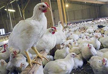 تولید ۱۹ هزار تن گوشت سفید در شهرستان قزوین