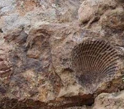 انتقال فسیلهای 65 میلیون ساله به موزه تربت حیدریه