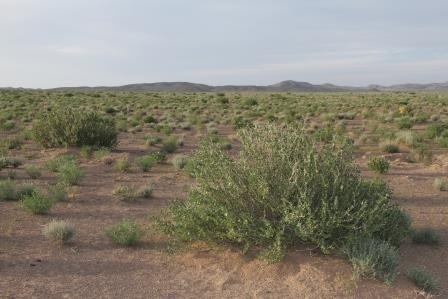 یک الگوی موفق در احیای مراتع