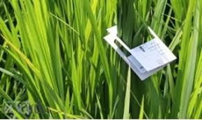 آغاز اجرای طرح مبارزه غیر شیمیایی با کرم ساقه خوار برنج