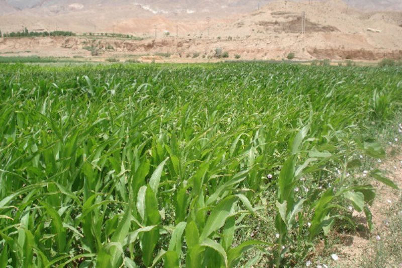 کاهش 24 هزار هکتار سطح زیر کشت محصولات آب بر در استان
