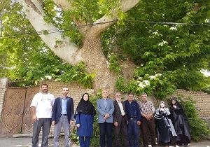 مستندنگاری درخت چنارکهنسال زیاران برای ثبت ملی 