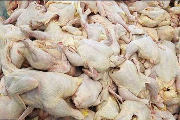کشف و ضبط هزار و ۵۰۰ قطعه مرغ قاچاق در فامنین