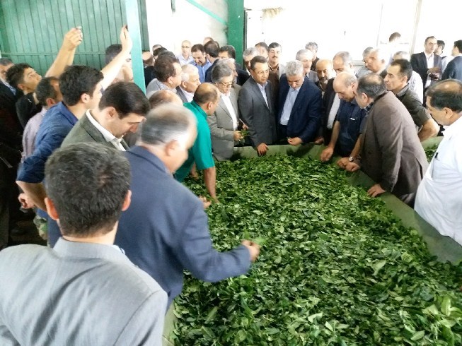 بازدید رییس کمیسیون کشاورزی مجلس و معاون وزیر جهاد کشاورزی از مناطق سیل زده رودسر