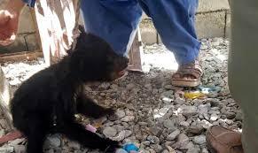پناه آوردن دو قلاده توله خرس به روستای رمشک