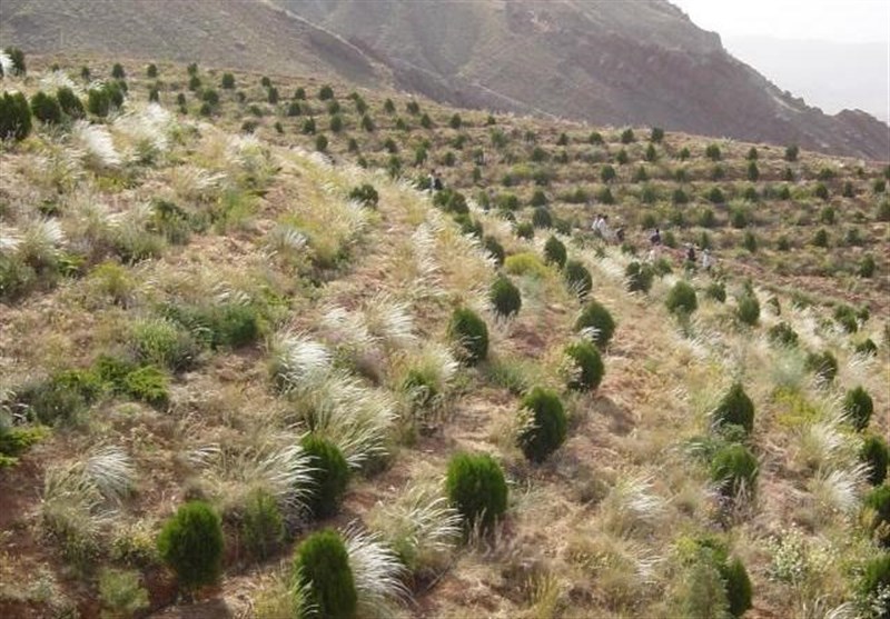 طرح جنگل‌کاری در ۳۲۰۰ هکتار از مراتع فارس