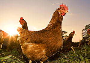 مرغ‌های بومی و خطر ابتلا به آنفولانزا پرندگان