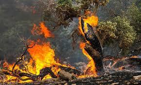 شناسایی ۲۶ نقطه بحرانی آتش سوزی در جنگل‌ها و مراتع