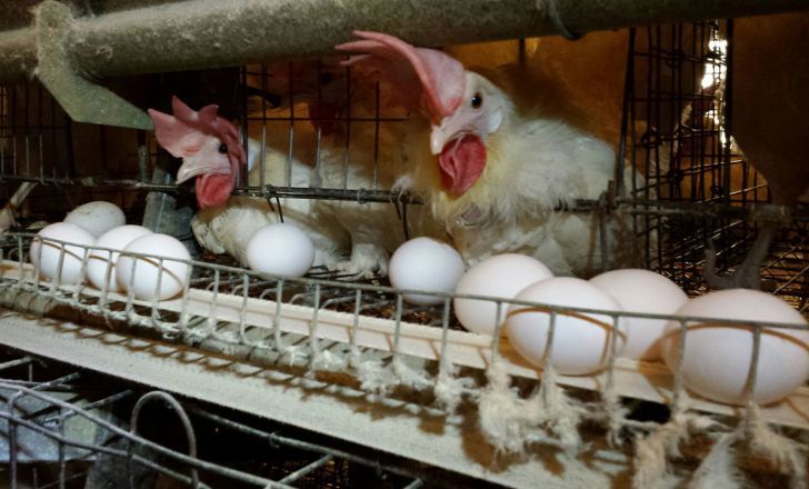 صدور مجوز تولید ۱۳ هزار تن مرغ و تخم مرغ دراستان
