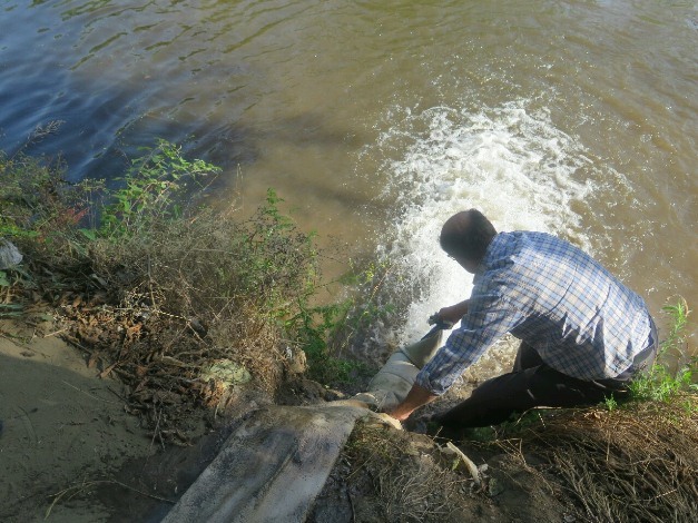 رهاسازی بچه ماهیان استخوانی در رودسر